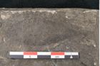Foto (Detailansicht) von Myrica saliicina Unger (NHMW-GEO-2024-0188-7962)